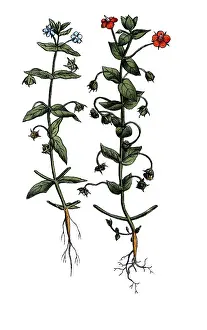 European poisonous plants, field gauchheil