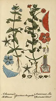 European poisonous plants, field pimpernel