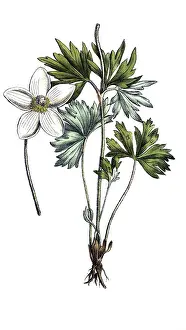 European poisonous plants, forest anemone sylvestris