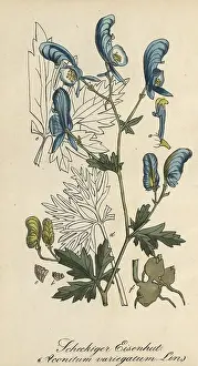 European poisonous plants, garden monkshood