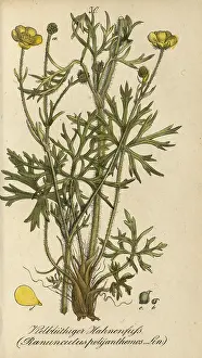 European poisonous plants, many-flowered buttercup
