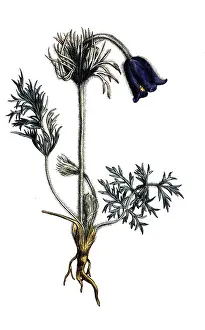 European poisonous plants, meadow cowbell