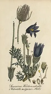 European poisonous plants, Pasque flower