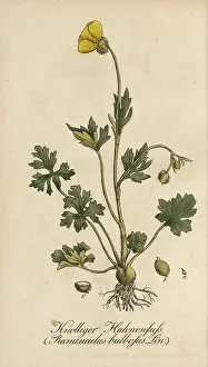 European poisonous plants, Ranunculus bulbosus