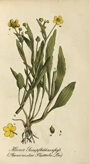 European poisonous plants, Ranunculus flammula
