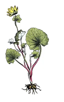 European poisonous plants, scarbock herb