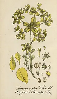 European poisonous plants, Solstice spurge