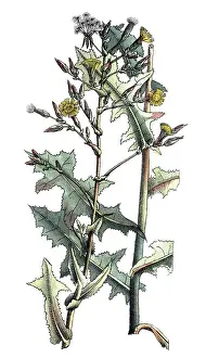 European poisonous plants, spiny lettuce