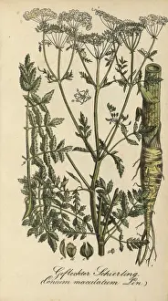 European poisonous plants, spotted hemlock