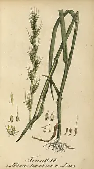 European poisonous plants, staggering lolc