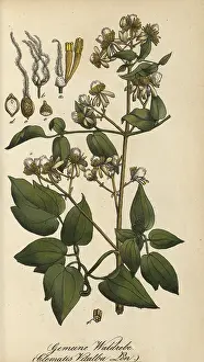 European poisonous plants, traveller's joy