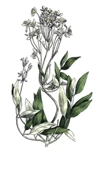 European poisonous plants, upright clematis