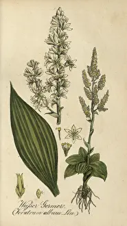 European poisonous plants, White False Helleborne