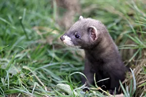 European Polecat (Mustela putorius)
