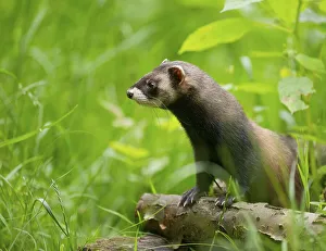 European Polecat (Mustela putorius)