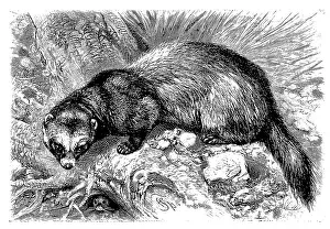 European polecat (Mustela putorius)