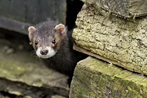 European polecat (Mustela putorius)