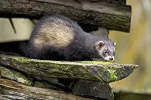 European polecat (Mustela putorius) also called ferret