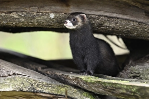 European polecat (Mustela putorius) also called ferret