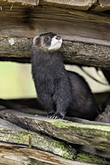 European polecat (Mustela putorius) also called ferret
