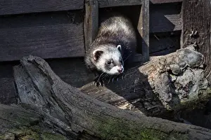 European polecat (Mustela putorius) in the game reserve