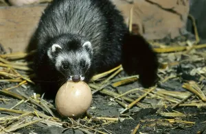 European polecats (Mustela putorius)