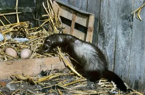 European polecats (Mustela putorius)