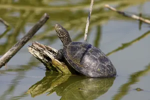 European Pond Terrapin (Emys orbicularis)
