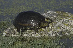European Pond Terrapin (Emys orbicularis) on rock