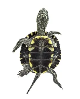 European pond turtle (1 year old)