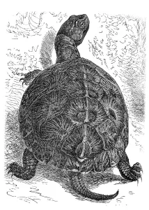 European pond turtle (Cistudo lutaria)
