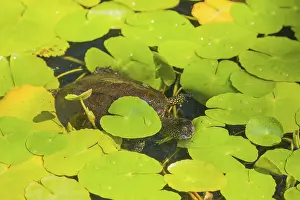 A European pond turtle (Emys orbicularis)
