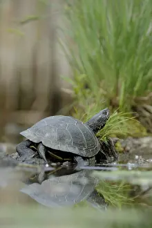 European Pond Turtle (Emys orbicularis)