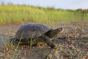 European pond turtle (Emys orbicularis)