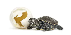 European pond turtle, Emys orbicularis