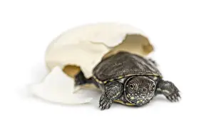 European pond turtle, Emys orbicularis