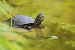 A European pond turtle (Emys orbicularis) rests in shallow water on a stone lying in the pond