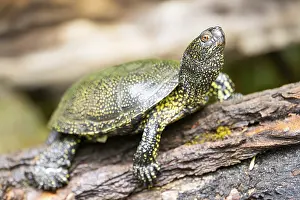European pond turtle (Emys orbicularis) on a rock