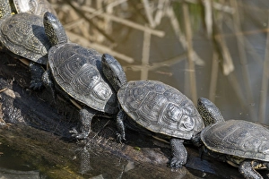 European pond turtles (Emys orbicularis)