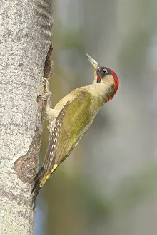 European (Populus tremula) green woodpecker (Picus viridis) male at the breeding cavity in a quaking poplar