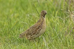 European Quail, European Quail