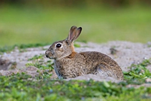 European rabbit, common rabbit (Oryctolagus cuniculus) sitting near entrance to warren in grassland in spring