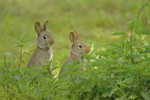 European rabbit (Oryctolagus cuniculus)