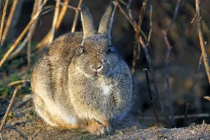 European Rabbit (Oryctolagus cuniculus)