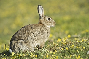 European Rabbit (Oryctolagus cuniculus)