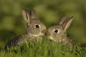 European Rabbit (Oryctolagus cuniculus)