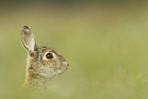 European rabbit (Oryctolagus cuniculus)