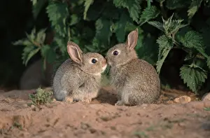 European rabbit (Oryctolagus cuniculus)