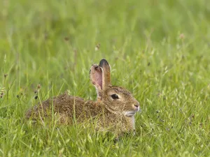 European rabbit (Oryctolagus cuniculus)