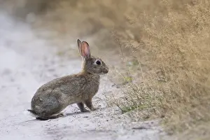 European rabbit (Oryctolagus cuniculus)